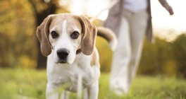 Woman walks beagle